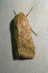 Helicoverpa armigera