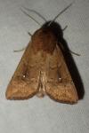 Mythimna albipuncta