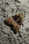 Mesoligia furuncula