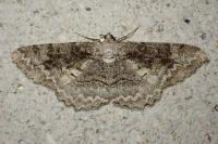 Alcis repandata