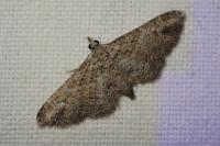 Gymnoscelis rufifasciata