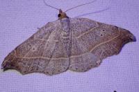 Laspeyria flexula
