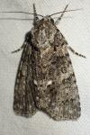 Acronicta rumicis