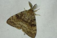 Lymantria dispar