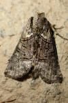 Abrostola tripartita