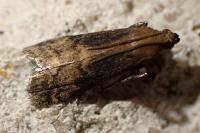 Euzophera fuliginosella