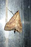 Ostrinia nubilalis