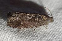 Grapholita molesta