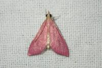 Pyrausta inornatalis