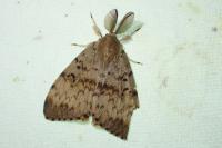 Lymantria dispar
