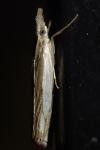 Crambus pascuella