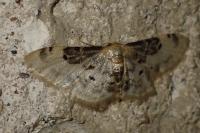 Idaea filicata