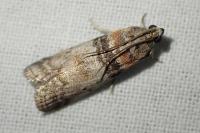 Sciota rhenella