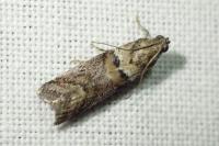 Acrobasis consociella