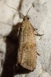 Celypha striana