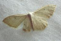 Idaea straminata