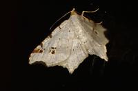 Macaria alternata