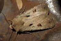 Agrotis exclamationis
