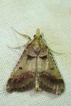 Stemmatophora brunnealis
