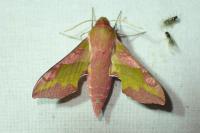 Deilephila porcellus