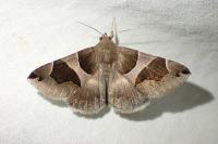 Dysgonia algira