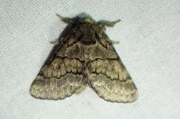Gluphisia crenata
