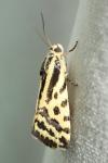 Emmelia trabealis