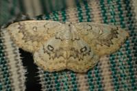 Cyclophora annularia