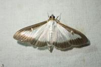 Cydalima perspectalis