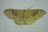 Idaea degeneraria