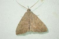 Herminia tarsicrinalis