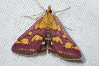 Pyrausta purpuralis