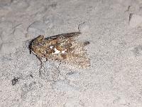 Spatalia argentina