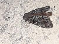 Dendrolimus pini