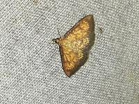 Ecpyrrhorrhoe rubiginalis