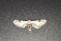 Eupithecia centaureata