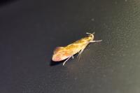 Metalampra italica / Metalampra cinnamomea