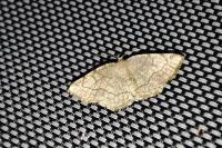 Stegania trimaculata