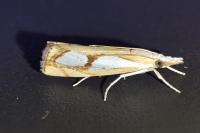 Catoptria pinella