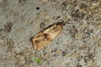 Celypha striana