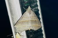 Colobochyla salicalis