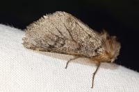 Thaumetopoea pityocampa