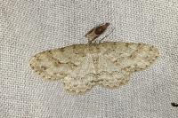 Ectropis crepuscularia