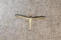 Adaina microdactyla