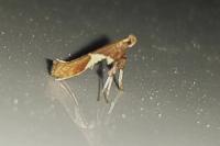 Caloptilia stigmatella