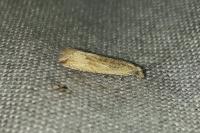 Bactra lancealana