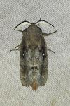 Dendrolimus pini
