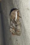 Dendrolimus pini