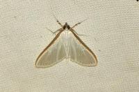 Palpita vitrealis
