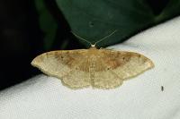 Idaea degeneraria